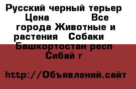 Русский черный терьер › Цена ­ 35 000 - Все города Животные и растения » Собаки   . Башкортостан респ.,Сибай г.